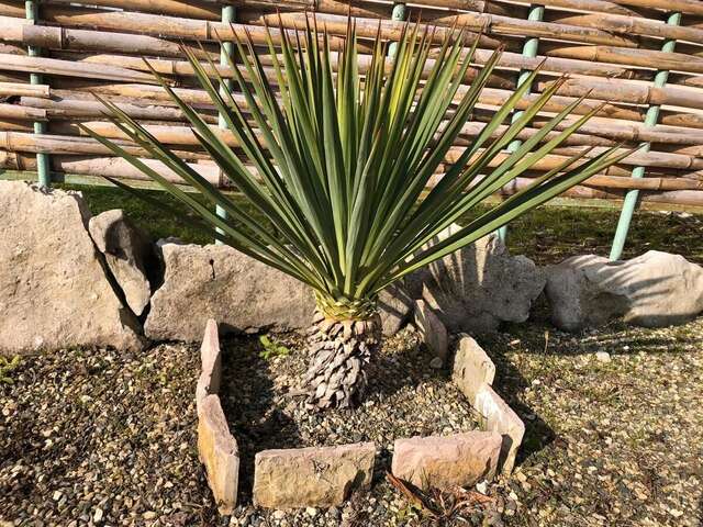 Отель Hotel Sakura Сухум-21